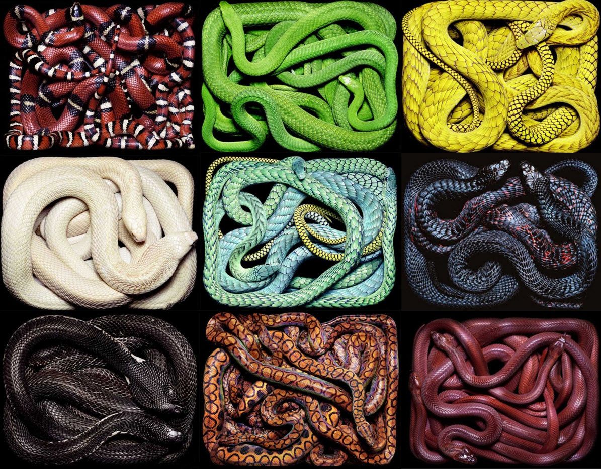 SNAKE has more colors now! : r/google