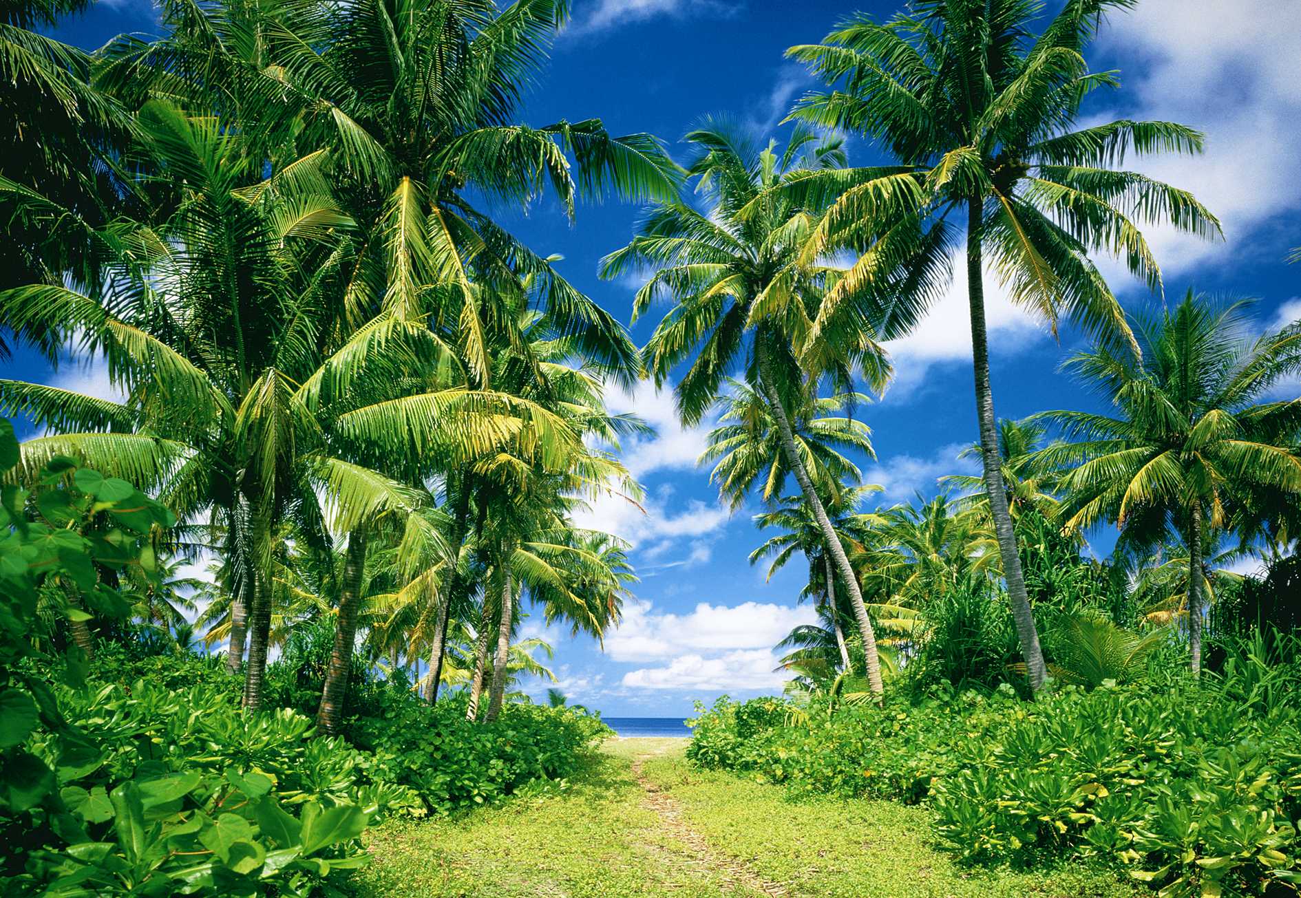 tropical image