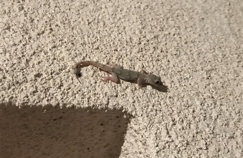 wall-gecko image