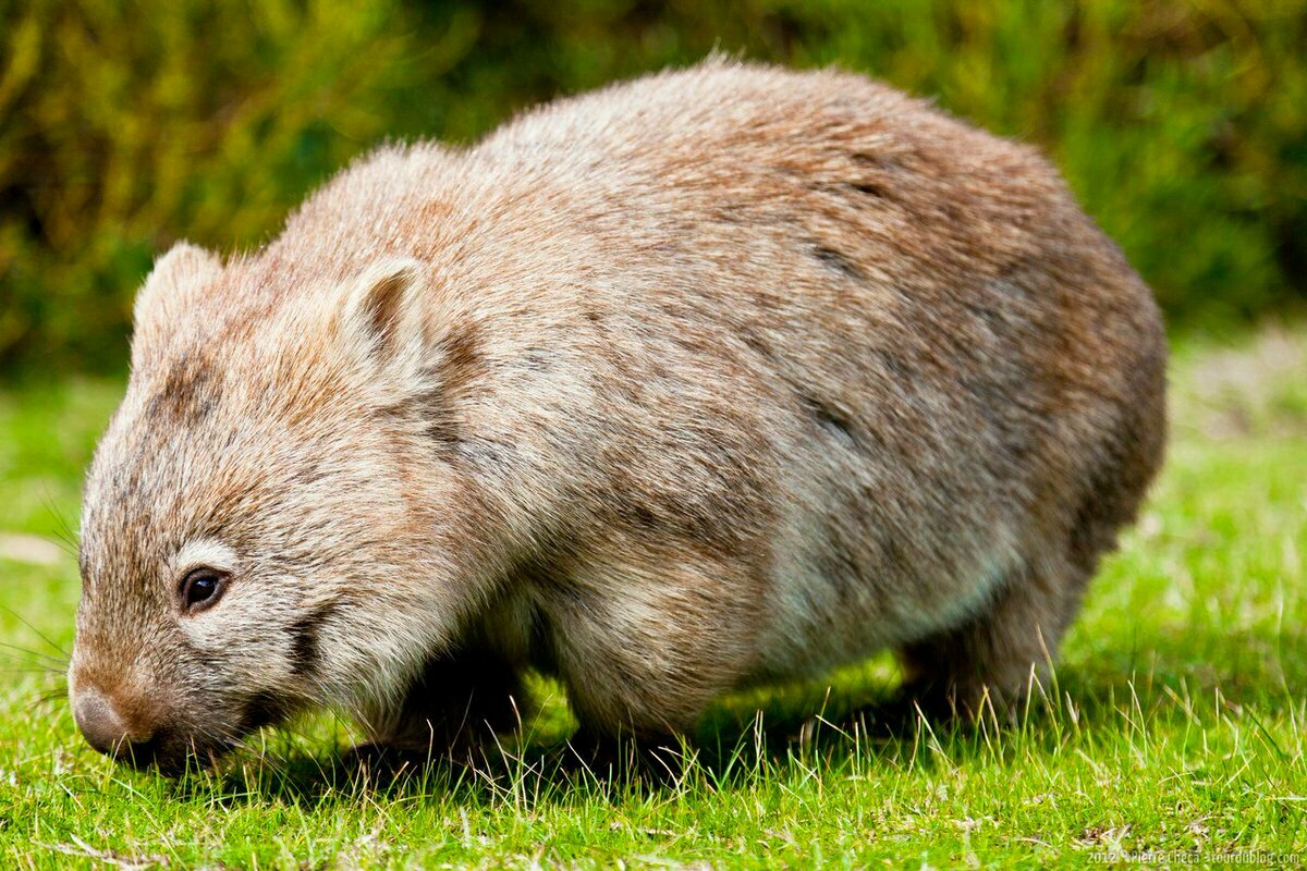 wombat image