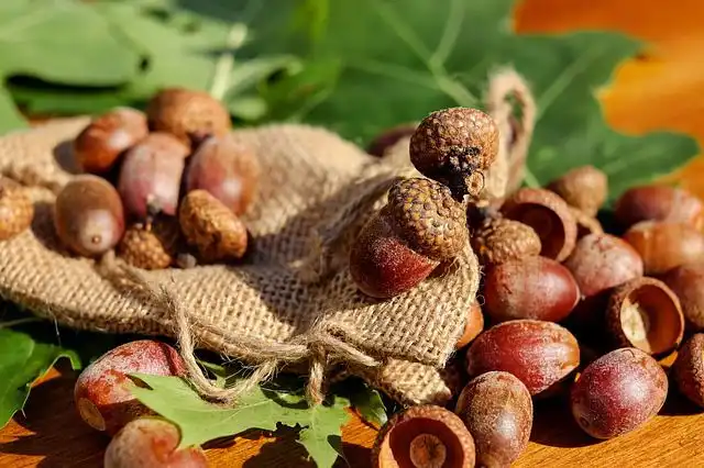 acorns image