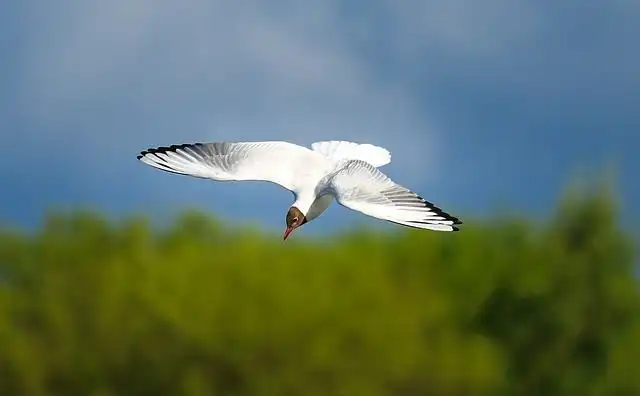 albatross image
