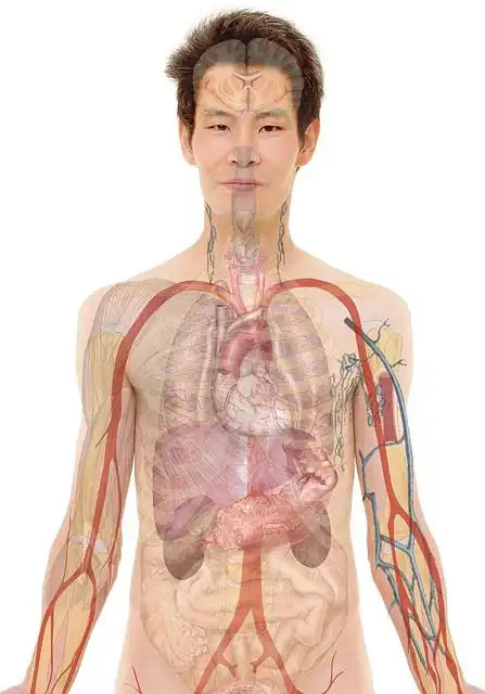 anatomy image