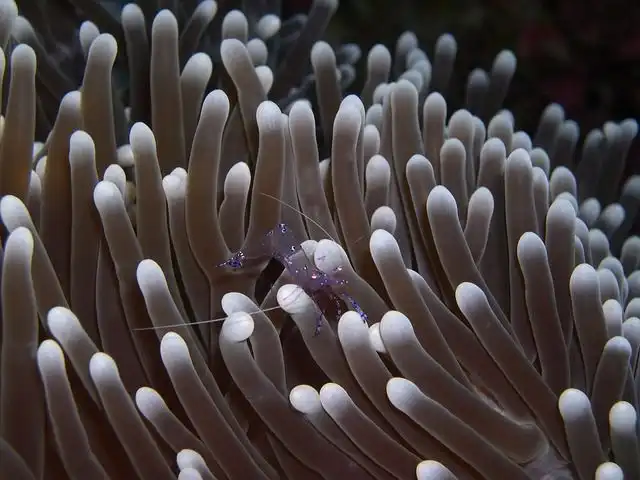 anemones image