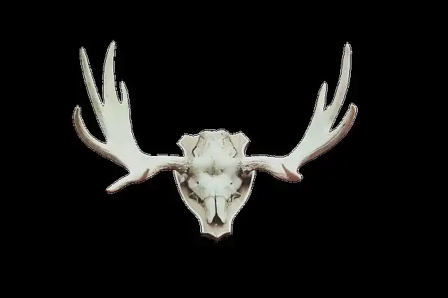 animal-bones image