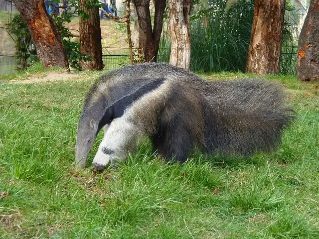 anteater image