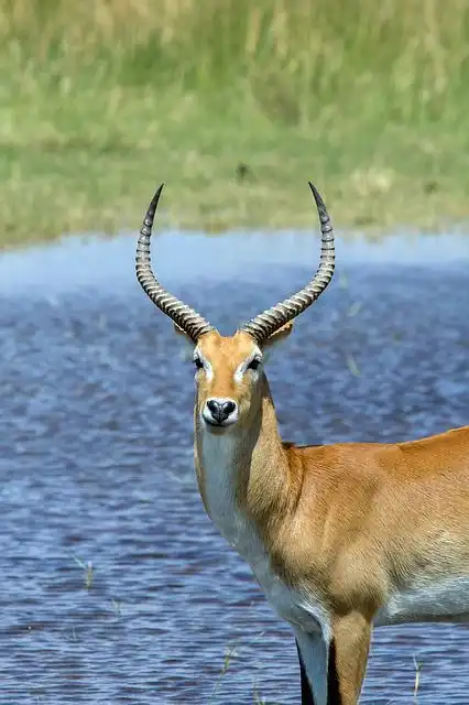 antelope image
