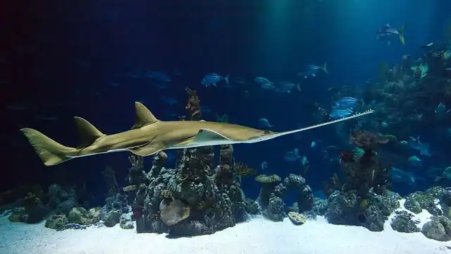 aquarium image