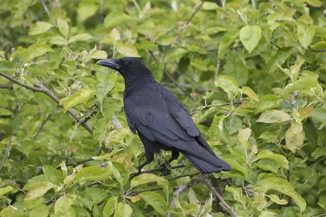 baby-crow image