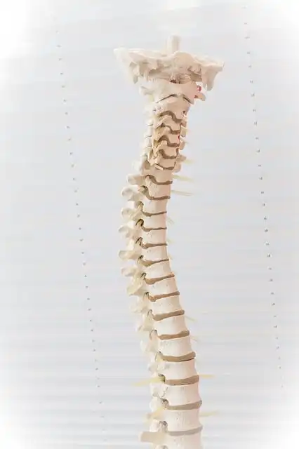 back-pain image