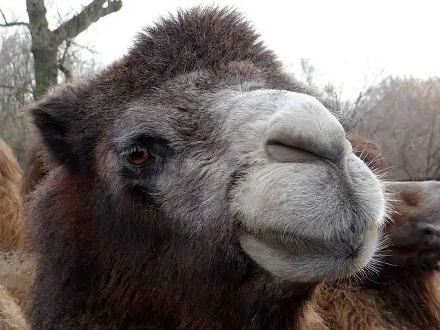 bactrian-camel image