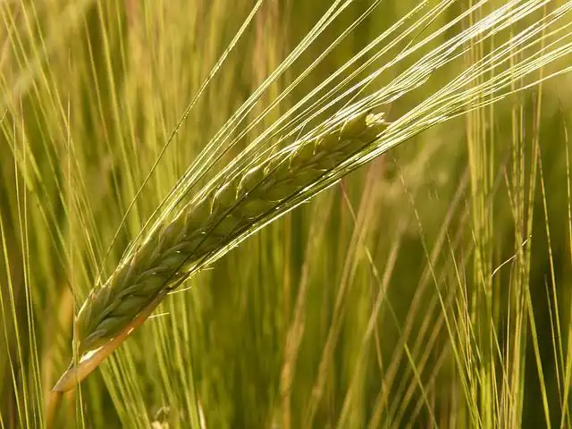 barley image