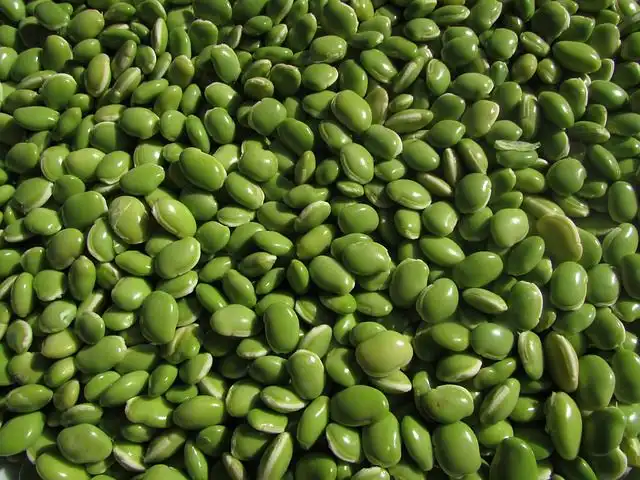 bean image