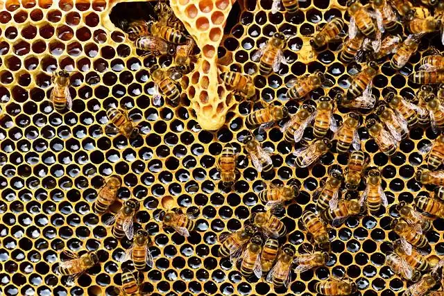 beehive image