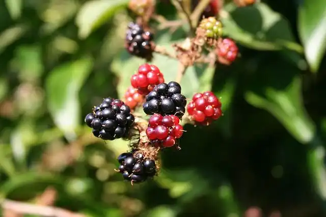 blackberries image