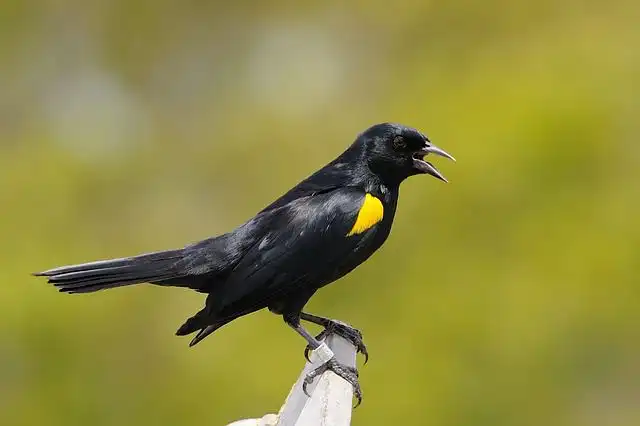 blackbirds image