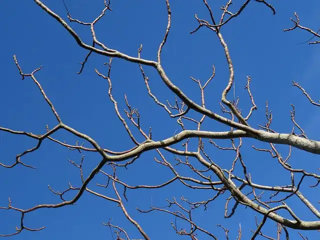 branches image
