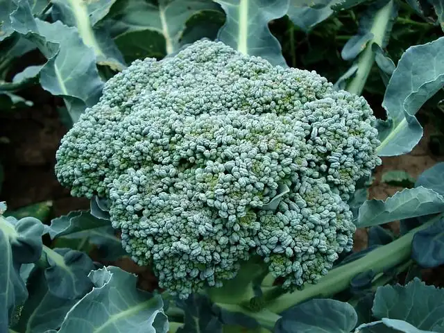 broccoli image