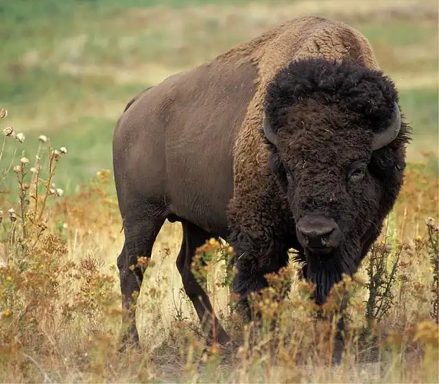 buffalo image