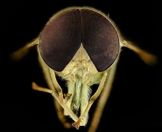 bug-bites image