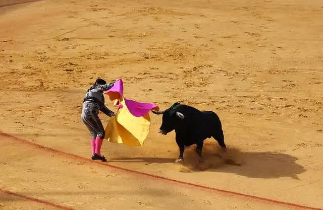 bull-fight image