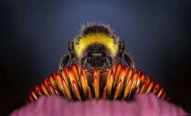 bumblebee image