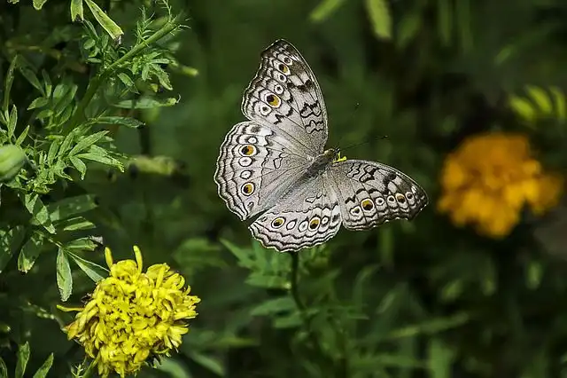 butterflies image