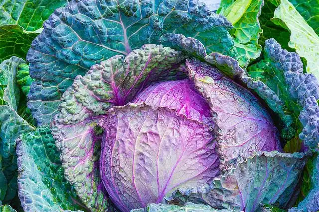cabbage image