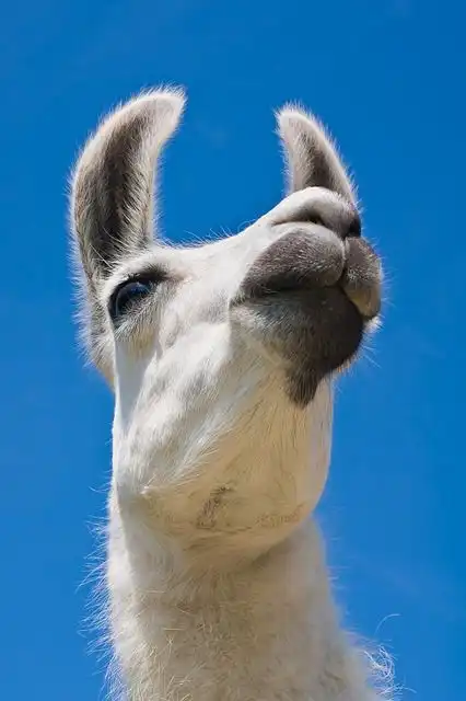 camel image