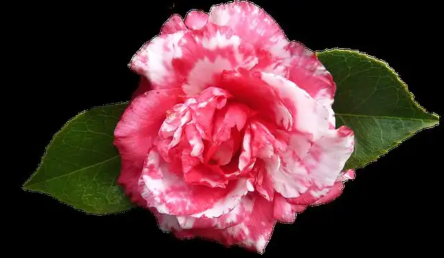camellia image