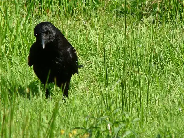 carrion-crow image
