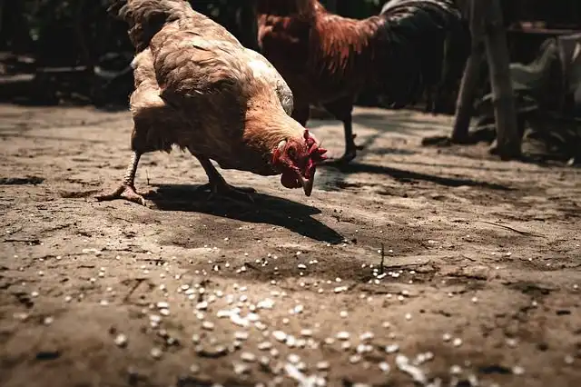 chicken-feed image