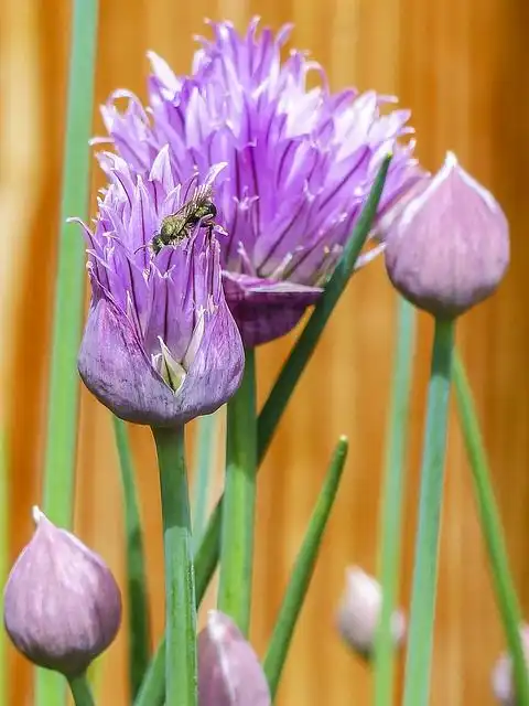 chives image