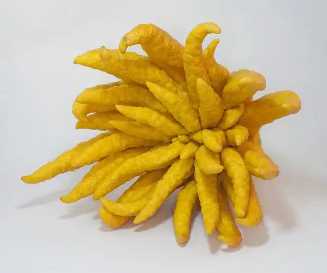 citrus-medica image