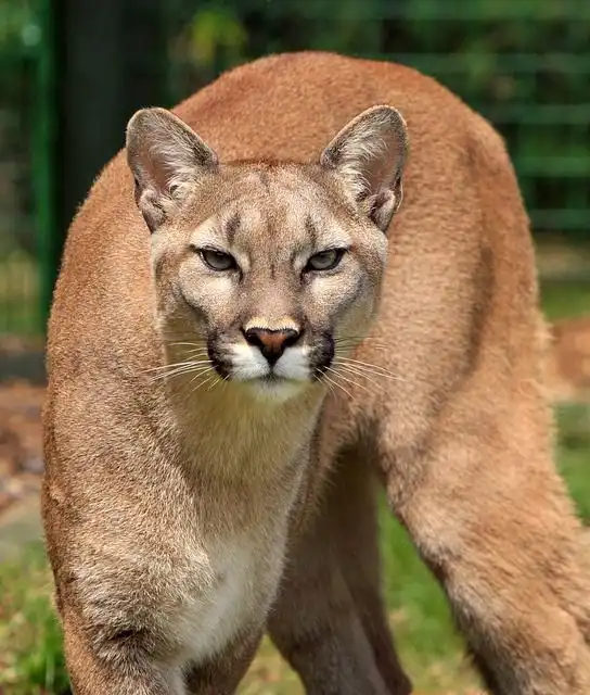 cougar image