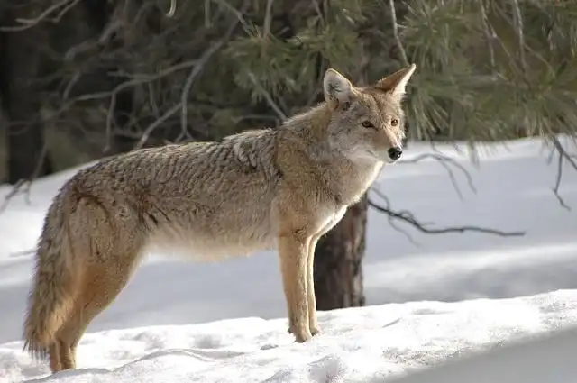 coyote image