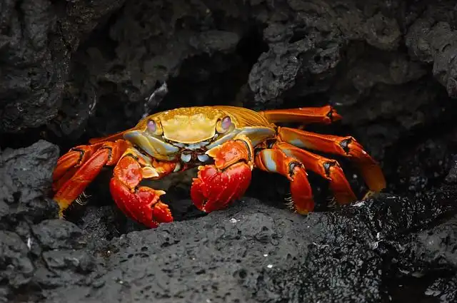 crabs image