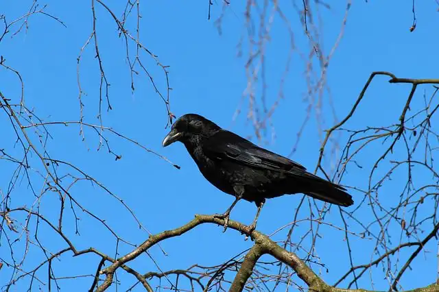 crow image