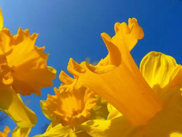 daffodil image