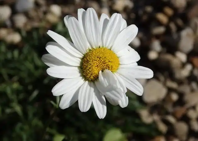 daisy image
