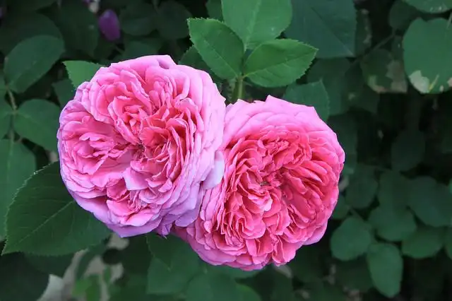 damask-rose image