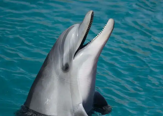 dolphins image