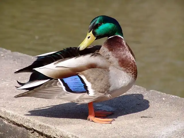ducks image