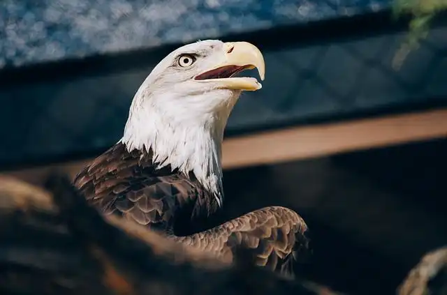 eagles image