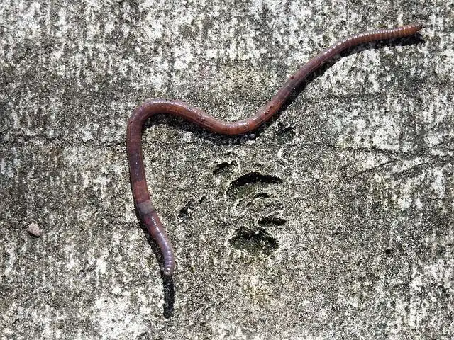 earthworm image