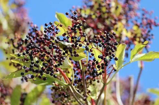 elderberries image