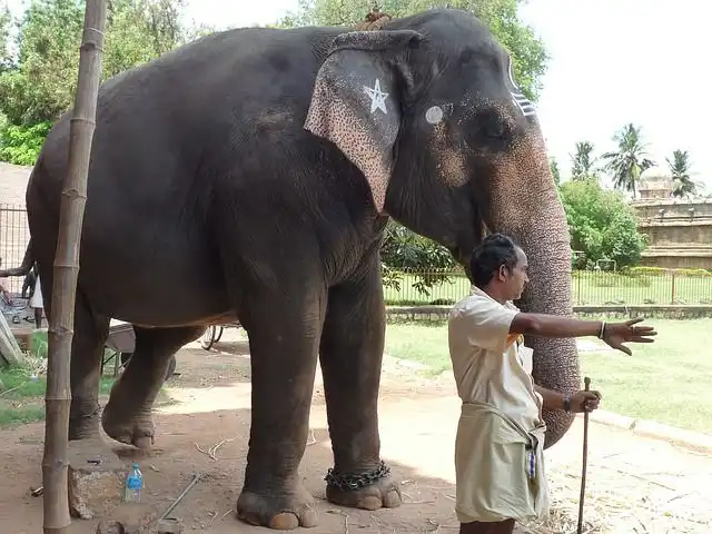 elephant-man image