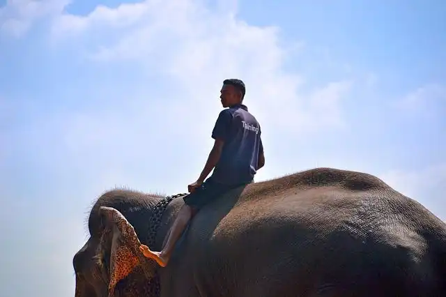 elephant-trainer image