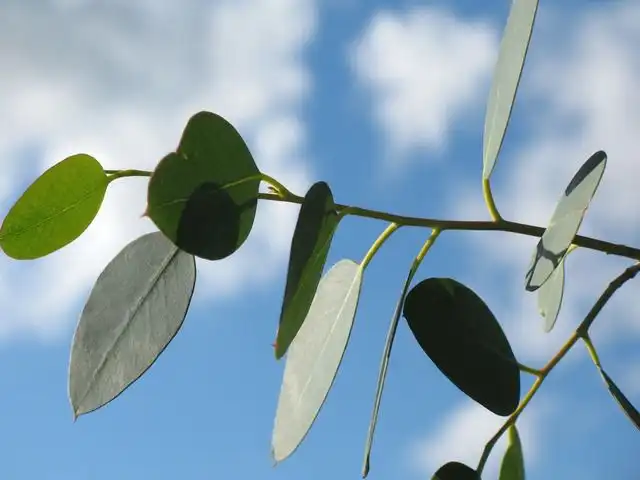 eucalyptus image