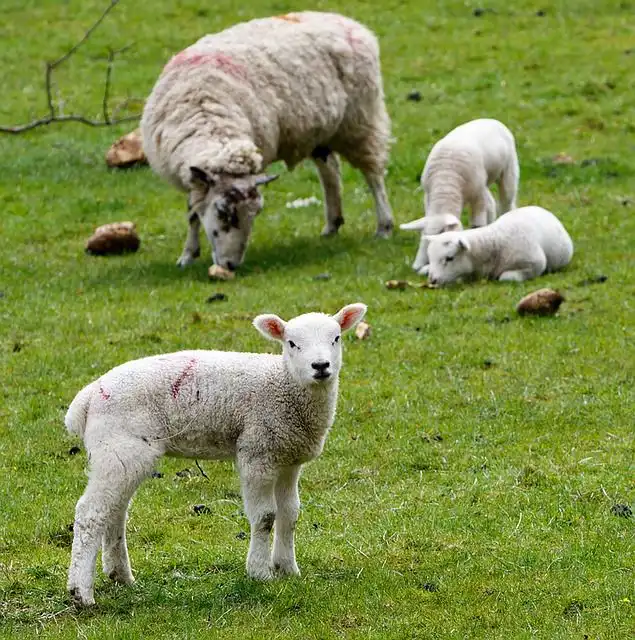 ewe-lamb image